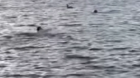 Drama u ledenoj reci Pas je skočio u vodu jureći patke, vlasnik skočio za njim - posle par trenutaka nije osećao ni ruke ni noge