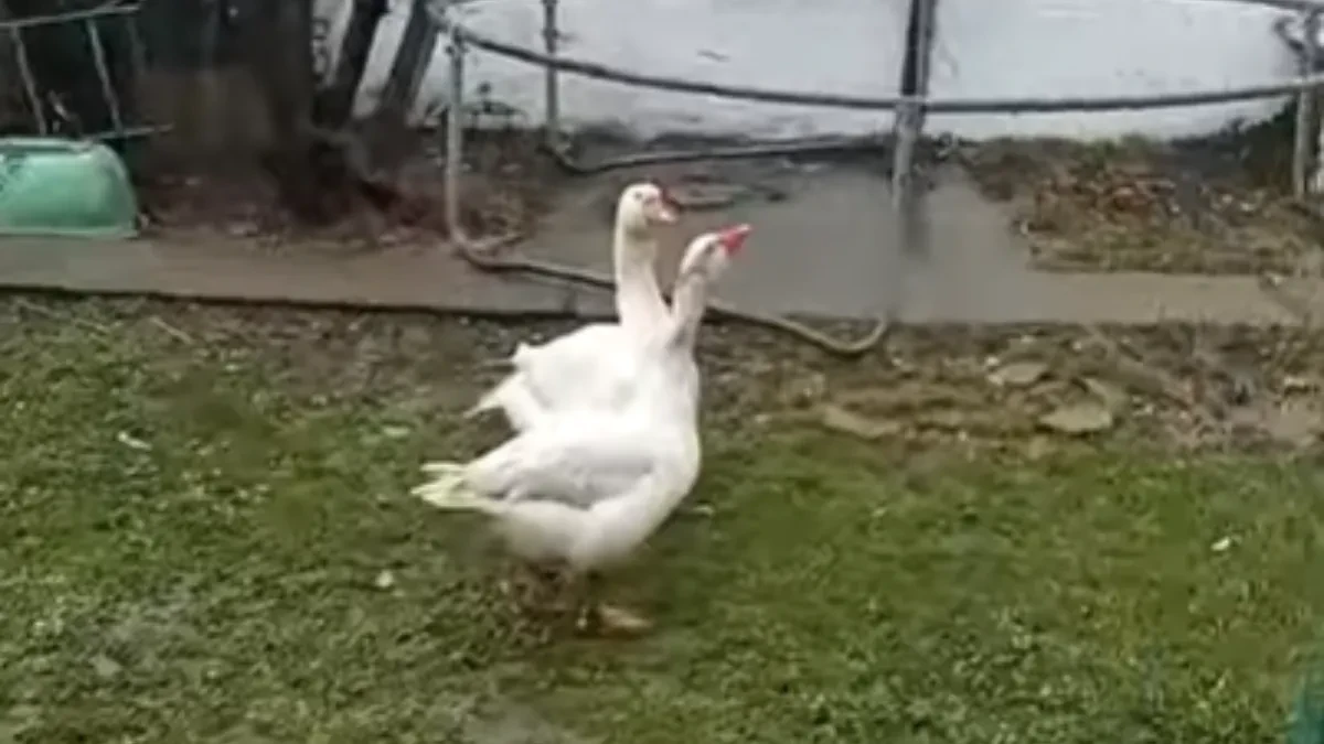 SPASOJE OD JEDNE GUSKE ZARADI 500 EVRA Posao mu ne opada već 20 godina