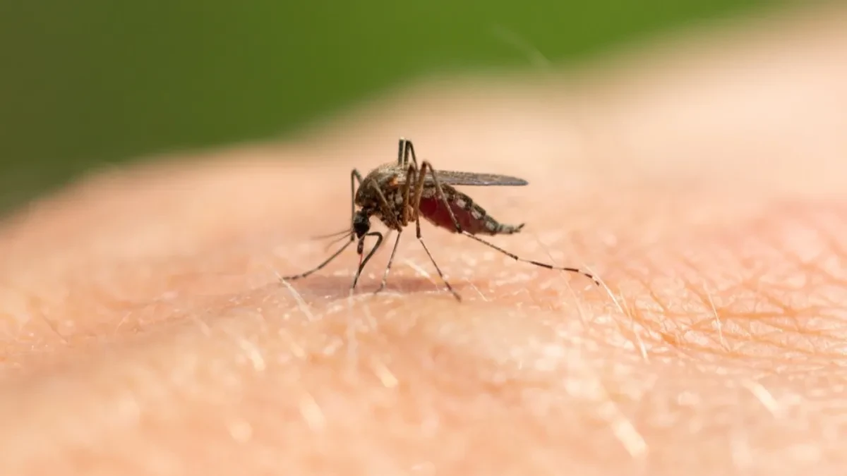 LEPE, MIRISNE I EFIKASNE Ove biljke su NOĆNA MORA za komarce