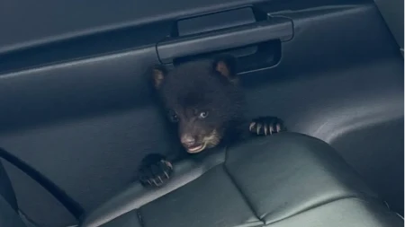 PRIPADNIK POLICIJE DOBIO HITAN POZIV Došao na lice mesta i zatekao mladunče MEDVEDA (FOTO)