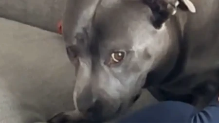 URNEBESNA REAKCIJA PSA NA SAMO JEDNU VLASNIKOVU REČ Hit video nasmejao ljude na mrežama