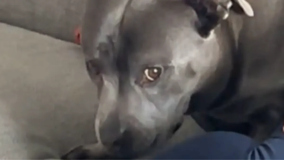 URNEBESNA REAKCIJA PSA NA SAMO JEDNU VLASNIKOVU REČ Hit video nasmejao ljude na mrežama