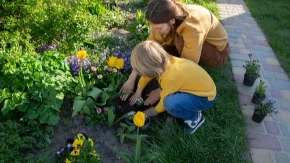 NAŠE BAKE SU GA OBOŽAVALE Ovo starinsko cveće se vraća u vrtove, mraz mu ne može ništa, a miris opija na daljinu