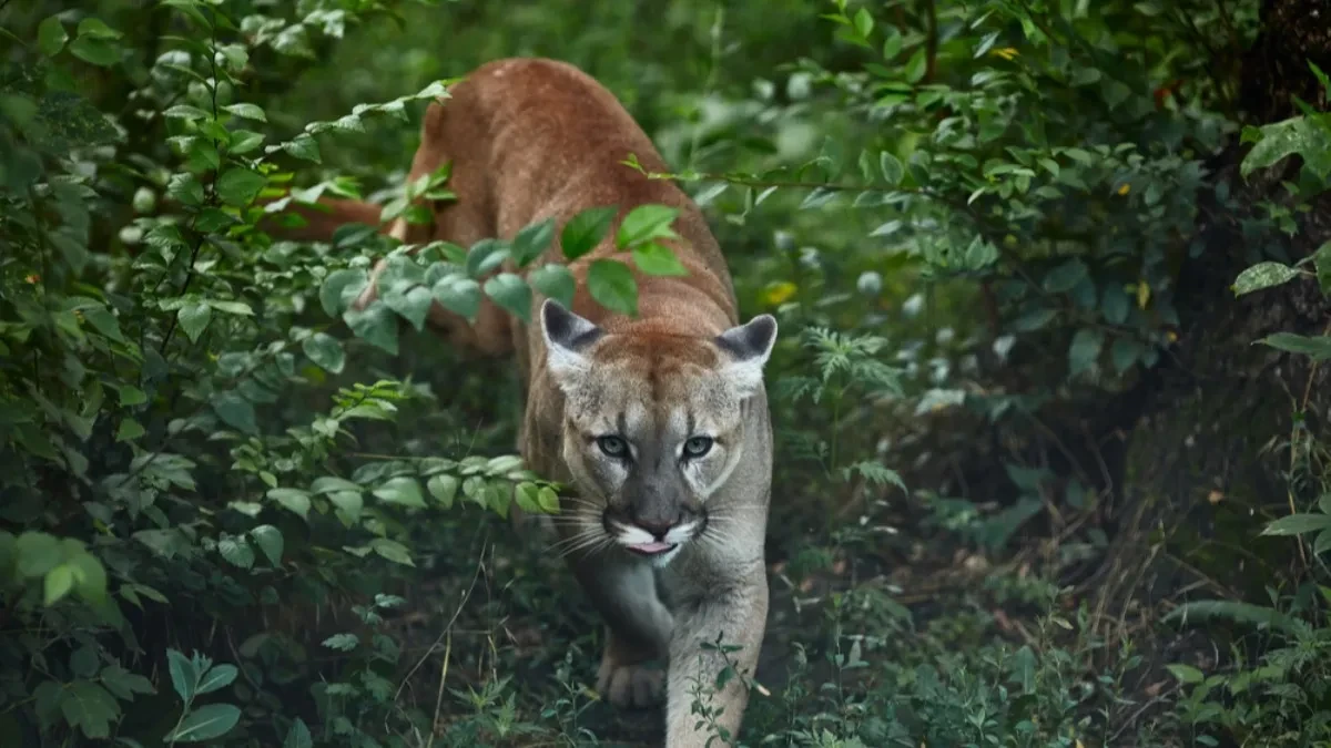 PUMA U ZOO VRTU IMA SVOJE FAVORITE Pogledajte kako drugačije reaguje na muškarca i ženu koji brinu o njoj