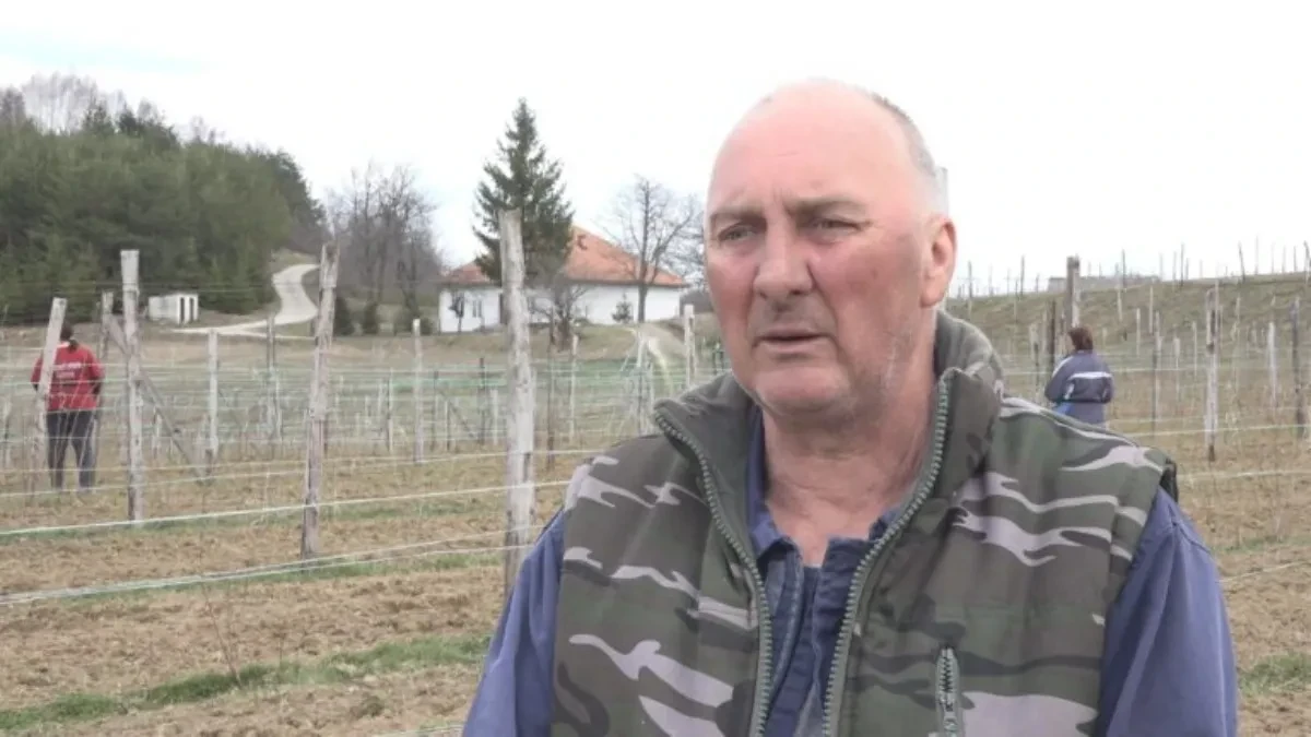 Radivoje već ima pune ruke posla u svom malinjaku i kaže - uloženi trud često ne prati zarada