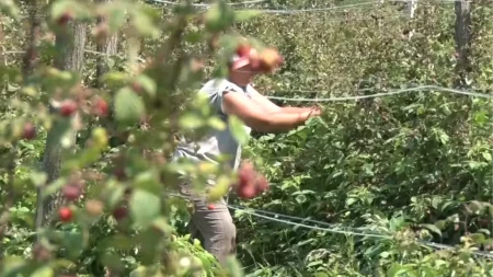 ZARADA 180.000 NA SEZONSKOM POSLU Ovo su najplaćeniji sezonski poslovi