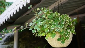 LAKO SE NEGUJE I ODBIJA INSEKTE Ovu prelepu biljku svako treba da ima u svom domu