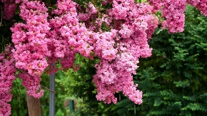 DONOSI BLAGOSTANJE U VAŠ DOM Obavezno pre Vaskrsa unesite OVO cveće u kuću