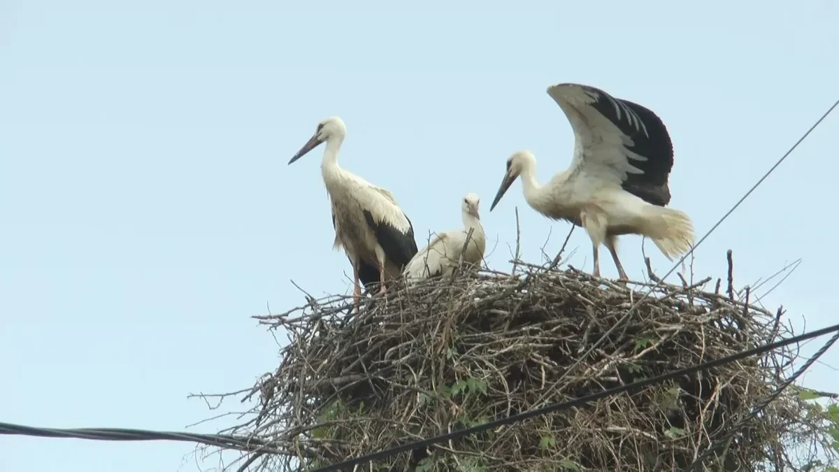 Omiljeni gosti stigli na banderu: Rode se i ovog proleća vratile u Čačak, mališani iz Beljine ih obožavaju (FOTO)