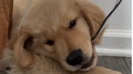 ŠTENETU RASTU ZUBI, PA GRIZE SVE ŠTO DOHVATI Urnebesan snimak nasmejao ljude na mrežama