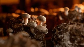 Zarada do 11.000 evra - ovaj biznis u Srbiji radi tokom cele godine