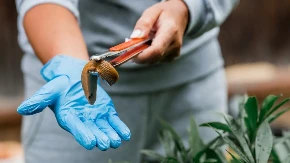 POTPUNO PRIRODNO Evo kako da se rešite PUŽEVA u bašti (VIDEO)