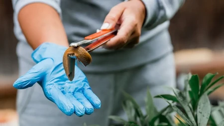 POTPUNO PRIRODNO Evo kako da se rešite PUŽEVA u bašti (VIDEO)