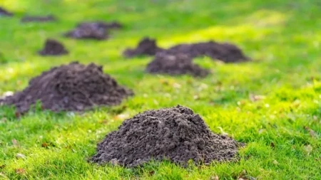 Krtice ne podnose ovaj miris: Jednu stvar stavite u rupu - ima da beže odmah!