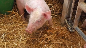 Poskupljuju junad, svinje i jagnjad - cene stoke naglo skočile pred Uskrs