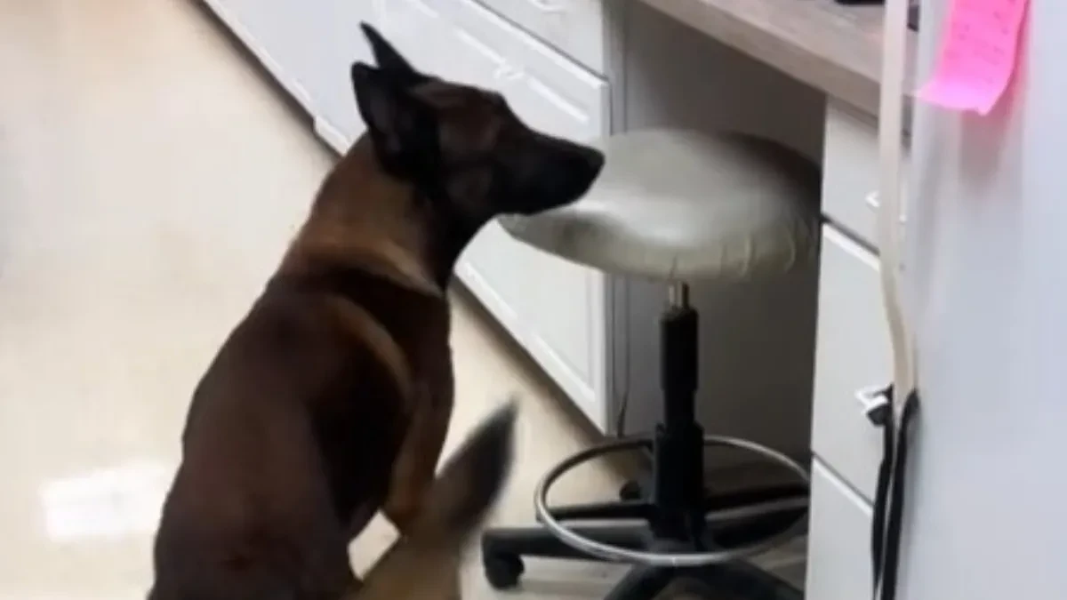 DRAMA U VETERINARSKOJ AMBULANTI! Mačka nestaje SVAKO VEČE – a onda na scenu stupa PAS DETEKTIV!