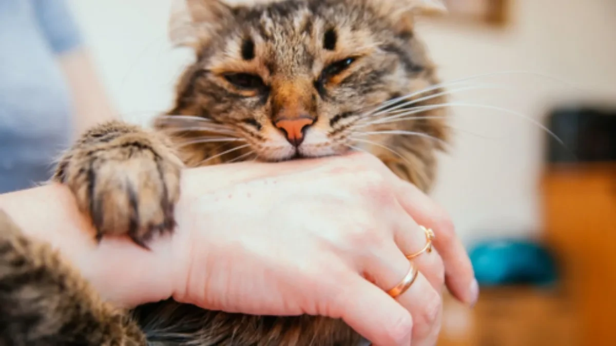 ŠOK ZA VLASNIKE! Evo zašto vas mačka ujeda – i kada morate HITNO kod veterinara!