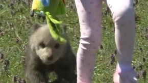 OPASNA SITUACIJA ILI ČUDO? Medvedić se pojavio na kućnom pragu – ono što je usledilo dirnulo region! (VIDEO)