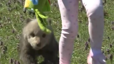 OPASNA SITUACIJA ILI ČUDO? Medvedić se pojavio na kućnom pragu – ono što je usledilo dirnulo region! (VIDEO)