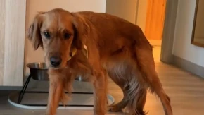 PAS SE VRATIO IZ ŠETNJE I POČEO DA SE TRESE! Vlasnica u panici – razlog ih ŠOKIRAO!