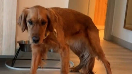 PAS SE VRATIO IZ ŠETNJE I POČEO DA SE TRESE! Vlasnica u panici – razlog ih ŠOKIRAO!