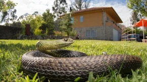 Zmije se jedino ovoga plaše: Samo ga stavite u dvorište i bežaće glavom bez obzira
