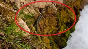 ZMIJE SE MASOVNO BUDE U SRBIJI! Objavljen snimak sa reke Gradac - svi u ovo gledaju (VIDEO)