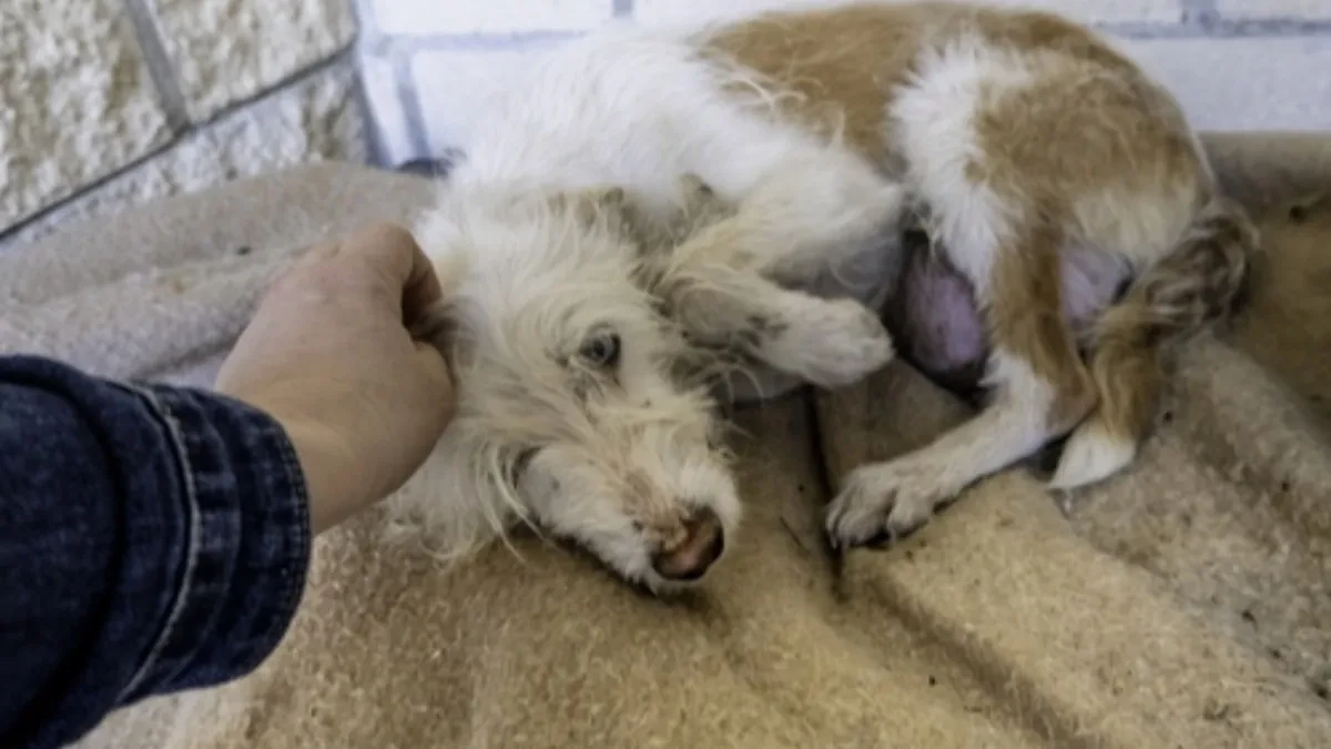 HOROR IZA ZATVORENIH VRATA! 250 pasa živelo u paklu – kada su otvorili vrata, usledila je scena za nevericu!