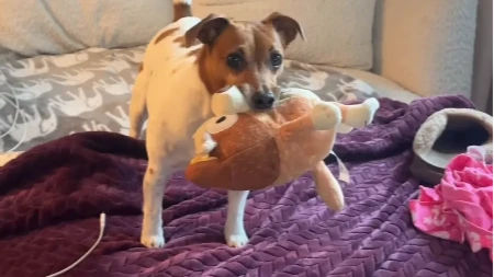 NIŠTA SLAĐE NEĆETE VIDETI DANAS Pas ne može da gleda crtani bez jedne stvari 