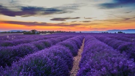 NAJBOLJI NAČIN ZA USPEŠAN UZGOJ LAVANDE Iskoristite ostatke jedne svakodnevne namirnice