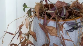 BILJKA VAM UMIRE, A NE ZNATE ZAŠTO? Jedna greška koju svi prave uništava je iz korena!