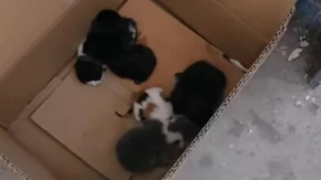 LJUDSKI ODRON BACIO MAČIĆE KAO POSLEDNJE SMEĆE: U kontejneru za papir pronađene tek rođene životinjice (VIDEO)