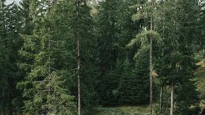 DIVLJE ZVERI SNIMLJENE USRED BELA DANA: Jeziv susret na jugu Srbije, jedan se podigao na zadnje noge pred čovekom