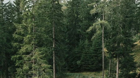 DIVLJE ZVERI SNIMLJENE USRED BELA DANA: Jeziv susret na jugu Srbije, jedan se podigao na zadnje noge pred čovekom