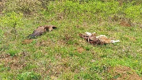 Užasne scene horora kod Svrljiga: Počinilac odmah uhapšen, leš pronađen pored zatrovanog teleta