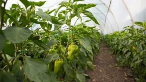 Nemačka metoda sadnje paprika zaludela internet - nama kopanja a prinos duplo veći (VIDEO)