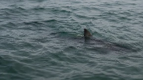 Morski predator viđen na popularnoj plaži: Kupači u panici zbog nemani od 192 kilograma!