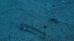 Ovo je najotrovnija riba Jadrana Na nju je lako nabasati u pesku, a posledice su jezive - kada je vidite treba da uradite samo jedno 