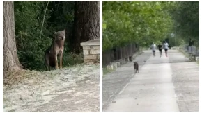 "I ovo sam dočekao da vidim!" Vuk usred Janjine mirno šeta među ljudima! (VIDEO)