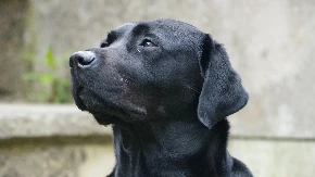 Uništio vlasnikove papuče, ali se pravi lud Pogledajte tu reakciju - ljudi na mrežama plaču od smeha