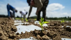 Srbija i Emirati u projektu vrednom 97 miliona evra
