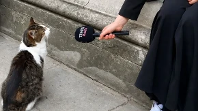 ''Nema komentar!'' Novinar prišao mačku iz Dauning strita sa mikrofonom, a ono što je usledilo nasmejalo milione