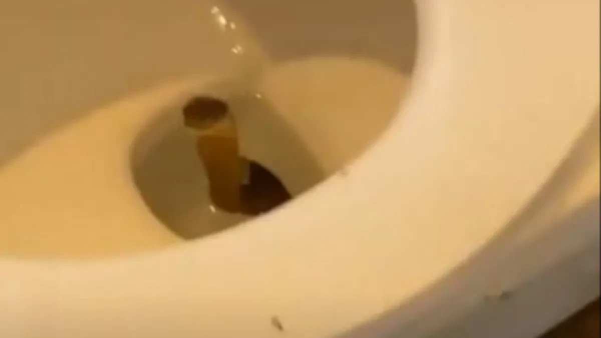 Zmija mu izvirila iz WC šolje: Otišao u kupatilo i doživeo najgoru noćnu moru