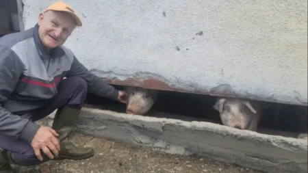 ''Ovo niko ne pamti!'' Prase bez ušiju šokiralo Srbiju, ljudi masovno dolaze da vide čudo sa Maljena