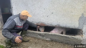Nema uši, ali prvi čuje kad stiže ručak: Malo prase Naško postao čudo sa Maljena