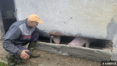 Nema uši, ali prvi čuje kad stiže ručak: Malo prase Naško postao čudo sa Maljena