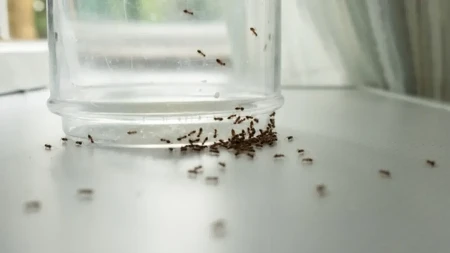 Mravi vam šetaju po kupatilu, sudoperi: Domaćice se kunu u ovaj trik od 100 dinara - zauvek ćete ih se rešiti!