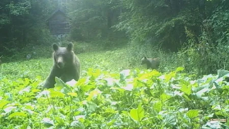 Za 6.000 dinara možete iz "čeke" da posmatrate medveda na Tari, ako se ne pojavi - pola para dobijate nazad: Srpska planina je dom ovih divljih zveri, čini se sve da se oni prate i zaštite