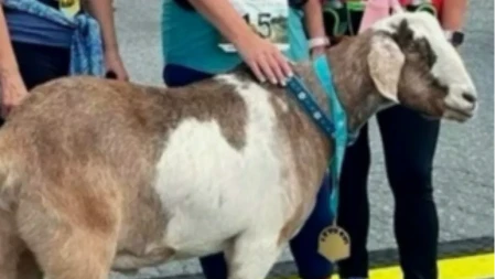 Koza pobegla sa imanja pa naletela na polumaraton Postala je prava internet zvezda - pogledajte šta je uradila