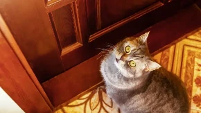 Koliko dugo mačke mogu da ostanu same kod kuće? Odgovor će iznenaditi mnoge vlasnike
